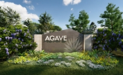 Agave