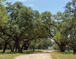 Belle Oaks